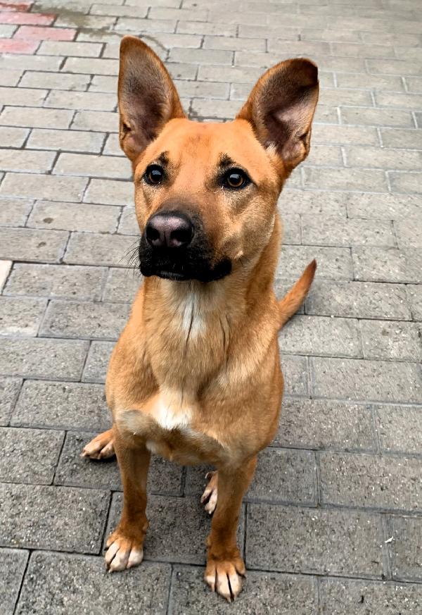 SIMBA SIMPATICO LUPETTO Foto 8